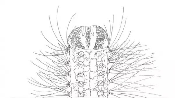 Capa de Metamorphose