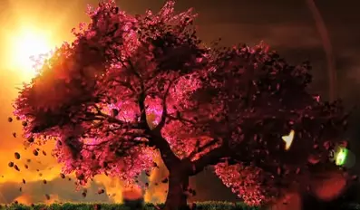 Capa de Cherry Blossom (Music)