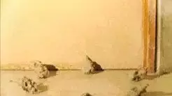 Capa de Opette