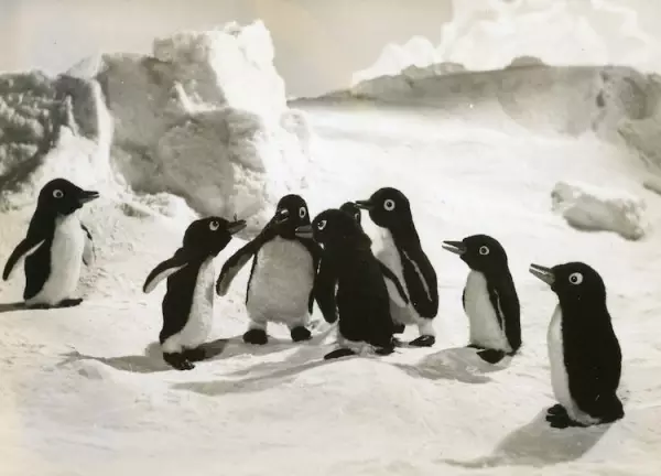Capa de Penguin Boy Lulu to Kiki
