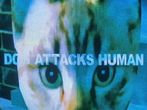 Capa de Dog Attacks Human