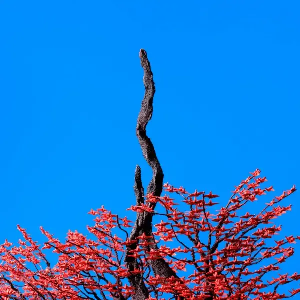Capa de Hebi